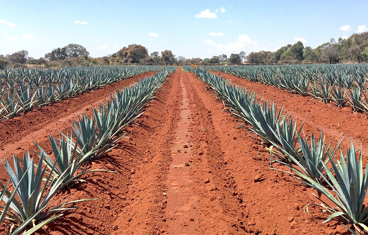 agave.-arandas